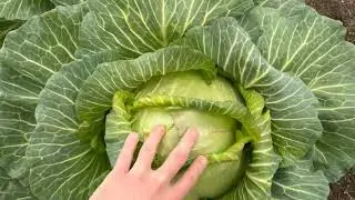 Preparing Your Garden For A Winter Storm - Garden Update!