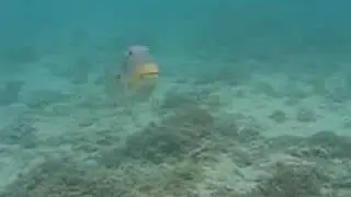 Picasso Triggerfish Attack