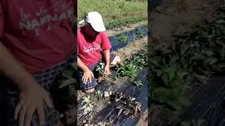 Садилось несколько новомодных новинок клубники  нсд 2018 года . а вот и результат