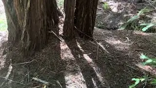 Redwood forest ground view 360.