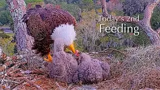 #203🦅NE32🐥21° & NE33🐥19°／NEFL 2025-2026／Gabby💗Beau／by American Eagle Foundation