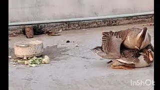 Ducks breeding || breeding system of ducks || how to breed ducks