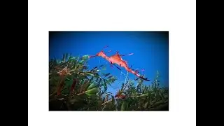 Diving into the mysterious sea dragon habitat of Second Valley