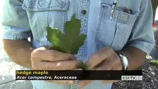 Trees with Don Leopold - hedge maple