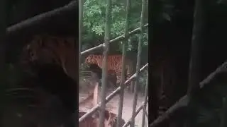 Sundarban Tiger || KochiKhali ||