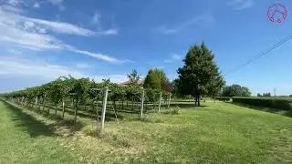 VIGNETO - MASSENZATICO (RE)