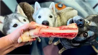 Все эти сырые кости я получил БЕСПЛАТНО! (Дегустация хаски)