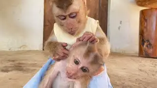 Poor Monkey Grooming| Adorable Zueii Grooming Little Chaly