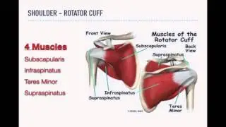 Ultrasound MSK Musculoskeletal POCUS