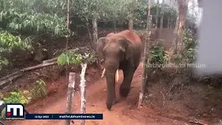 കാട്ടാന ശല്യത്തിൽ പൊറുതിമുട്ടി വയനാട് കുന്നമ്പറ്റ ഗ്രാമത്തിലെ ജനങ്ങൾ | Wild Elephant Attack