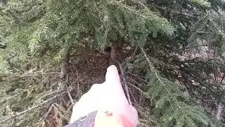 stamval i röjskogen..en helt vanlig röjskog.
