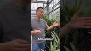 Plants that will attract PROSPERITY