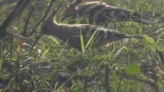 Eurasian Hoopoe | Precision Hunting: Watch How It Pins & Eats Insects