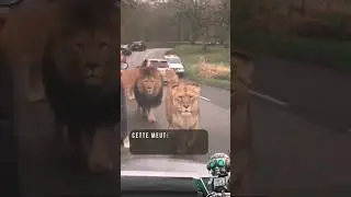 Des lions sauvages en pleine civilisation 🦁! video insolite #fun #animal #insolite #shorts