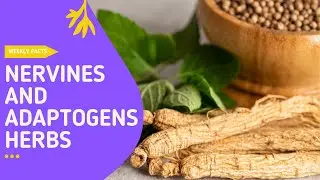 NERVINE AND ADAPTOGENS HERBS