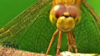video macro capung zoom sampai gak muat layar HP #video #shorts #photography
