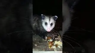 possum 48