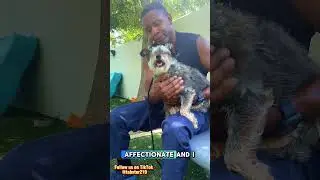 Muneca the Senior Shelter Dog | Heartwarming West Valley Rescue Story