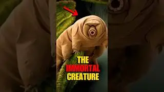 The Unkillable Creature! #animals #shorts #Waterbear