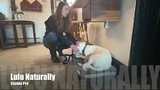 Travel without dogs?    Yes, it affects, us.  Here is a little story for my canine empaths.  