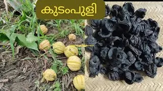 കുടംപുളി ഇങ്ങിനെ എളുപ്പത്തിൽ  ഉണക്കിയെടുക്കാം..| Easy Drying Method Of Malabar Tamarind| Kudampuli
