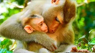 Monkey & Primates I Libby Very Love & Care Her Baby , Lovely Baby Monkey I Baby Monkey New Version