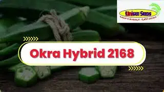 UniGen Seeds Okra Hybrid 2168