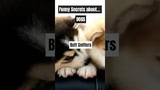 Funny secrets about dogs 🐶🐕 Part 5 #dog #doglovers #funnysecrets #naturelovers #secrets #funny