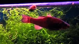 Pirate perch vs cricket