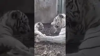 White Tigers cub with the Mother | Nouman Hassan | #tiger #lion