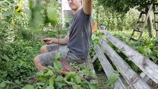 Fermented beet root.