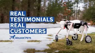 Walkin' Pets - Mobility Products for Special Needs Animals