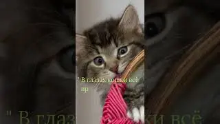 #Kat and kitten #цитатыпрожизнь #милые кошки