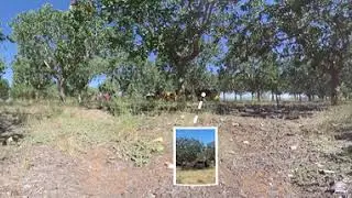 A 360 Tour of an Arizona Pistachio Farm