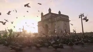 Desert Birds in the Concrete Jungle: How Urbanization Impacts Native Biodiversity