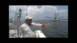 Tucking in behind Shrimp boats for Blacktip Sharks