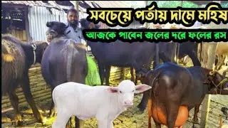 আজকে পাবেন জলের দরে ফলের রস | মাত্র ১ লক্ষ ৭০ হাজারে খামার উপযোগী ষাঁড় মহিষ কিনুন 