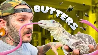 Enclosure Upgrade! For BUTTERS my Albino Water Monitor!