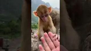 When the baby monkey grows up