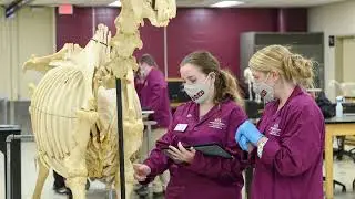 MSU CVM Virtual Tour 2 of 10: Multi-Disciplinary Lab and Sophomore Surgery