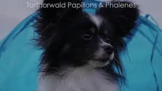 Sunday Funday - Play Time at Torthorwald Papillons & Phalenes
