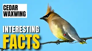Exploring the Fascinating Facts of Cedar Waxwing | Interesting Facts | The Beast World
