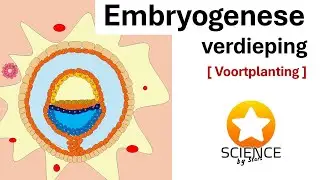 Embryologie: Van zygote tot embryo (week 1 - 4) [ Voortplanting ]