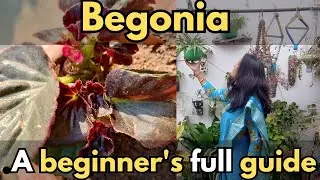 How to take care of BEGONIA #waxbegonia