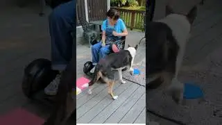 Myth about professional service dog trainers