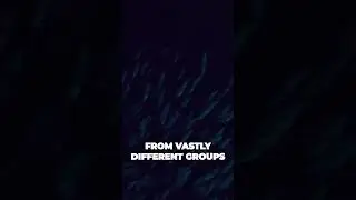 Oceans Vertical Feast The Largest Synchronized Migration Uniting Life