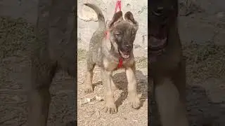 Bhagyari dog for sale call me 03488929195#cargo all pakistan#available