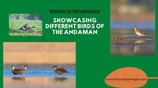 Birdwatching in Paradise: Andaman & Nicobar
