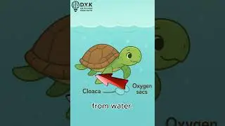 🐢&ldquo;Did you know some turtles can actually breathe through their butts?💨