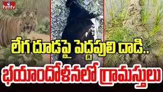 లేగ దూడపై పెద్దపులి దాడి.. భయాందోళనలో గ్రామస్తులు | Yadadri Bhuvanagiri District | Tiger Attacked |